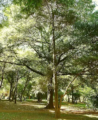 Parque arbolado en la ciudad de Buenos Aires.