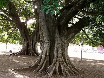 Grueso tronco de gomero mostrando sus raíces.
