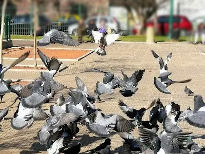 Revoloteo de palomas en una plaza.