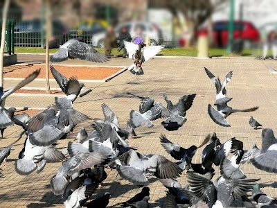 Honrando la vida Revoloteo de palomas en una plaza.