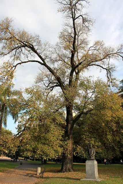 Árbol