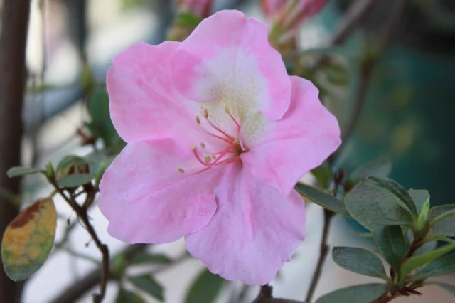 Flor de azalea