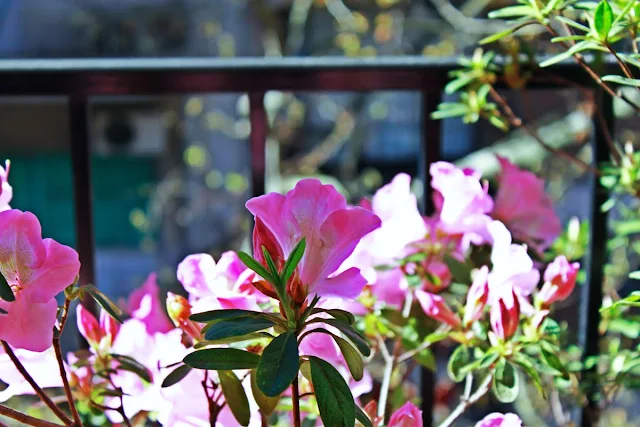 Flores en el balcon.