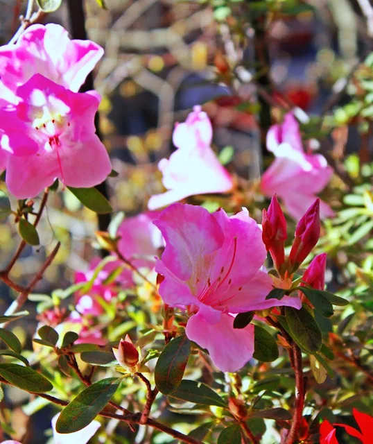 Flores de azalea.