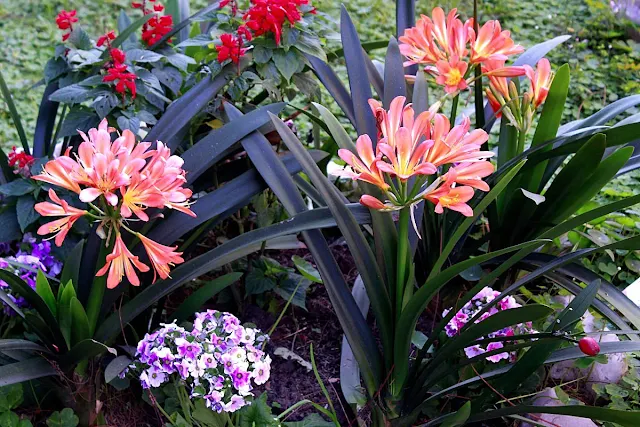 Flores varías en jardín.