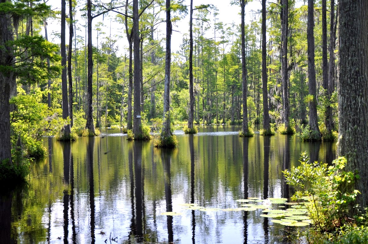 My View of Charleston and the Lowcountry Cypress Gardens Canoe Ride