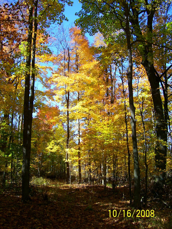 Fall Vermont Sugar Maples