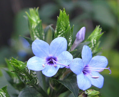 Blue Sage A bromeliad bloom