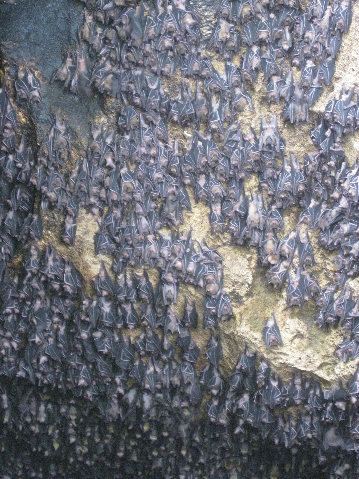 Discovering God's World Together Guiness World Records "Largest Bat