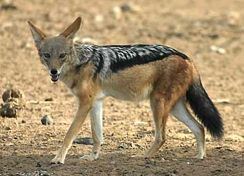 Jackals | Facts About All