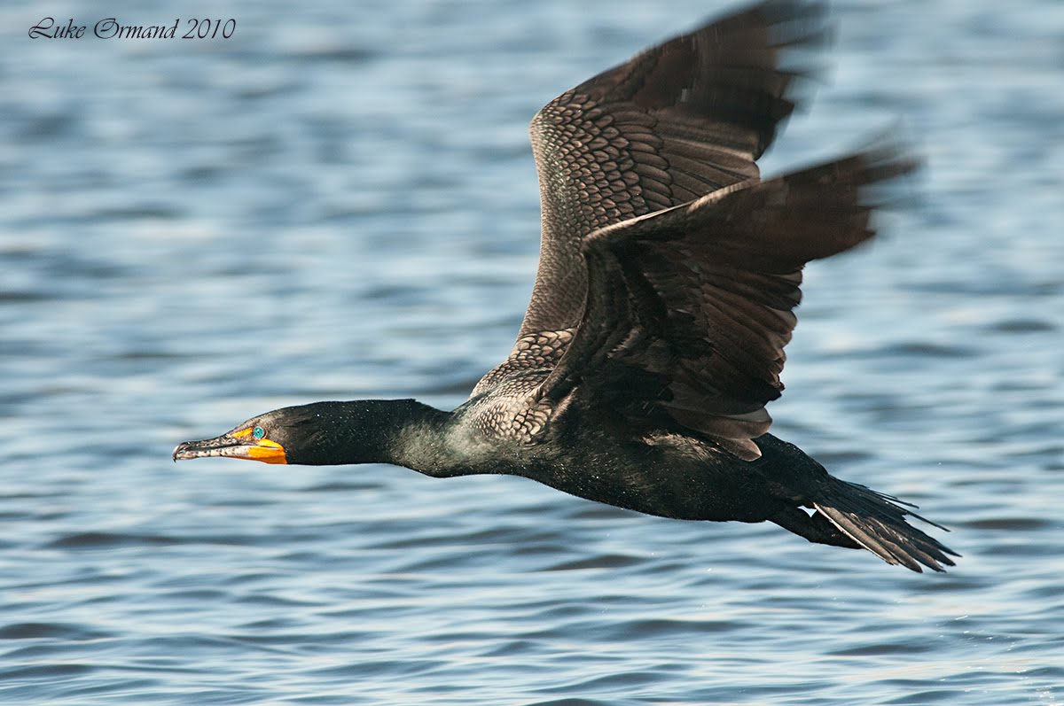 ACravan New York City Wildlife