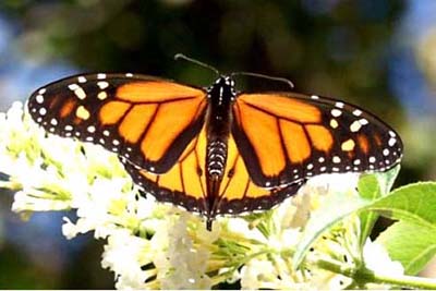 [mariposa-monarca.jpg]