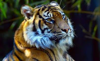 Fast Swimmer Sumatran Tiger
