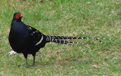 Mikado Pheasant