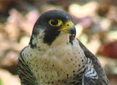 Peregrine Falcon