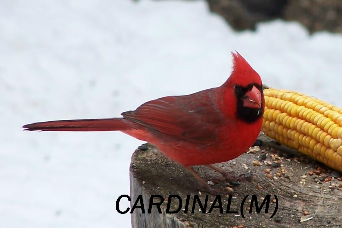 Minnesota Cardinal NATURE NOTES: November 2010