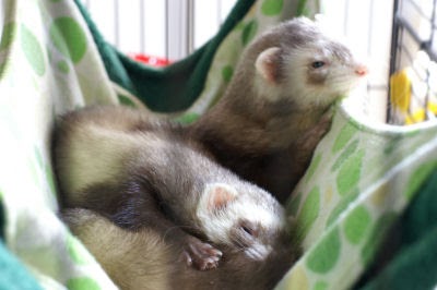 Plowing Through Life Differences Between Male And Female Ferrets
