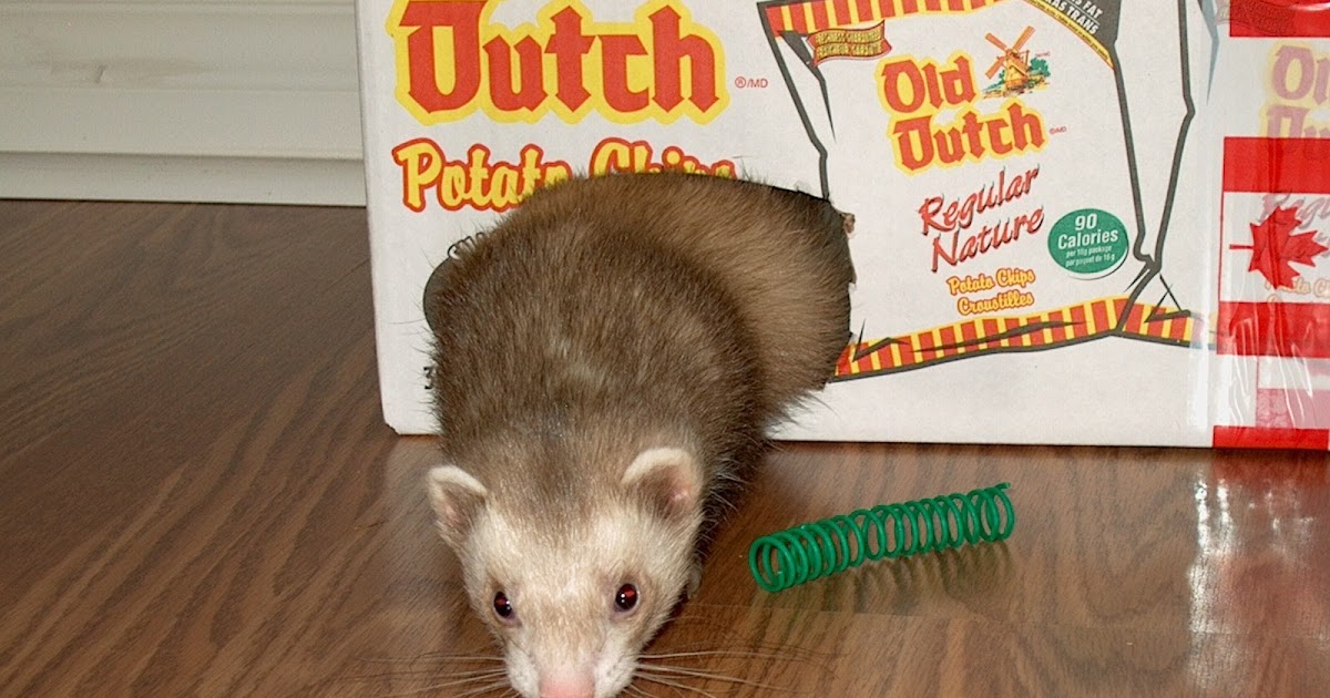 do ferrets use litter boxes
