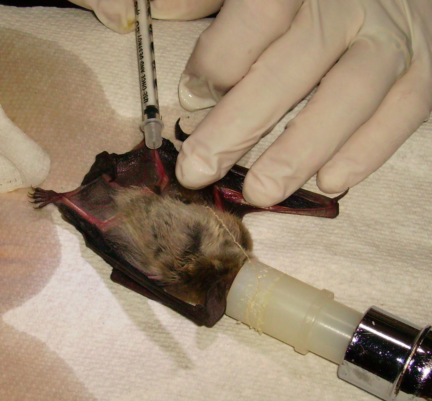 [Bat%20Blood%20Draw[1].JPG]