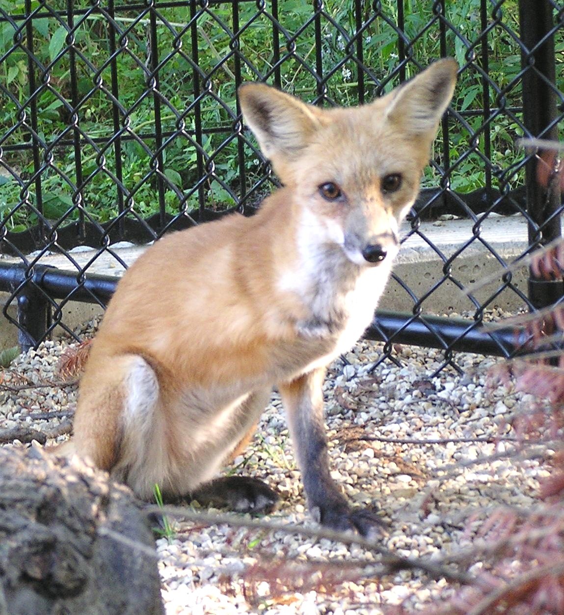 [fox_sitting[1].jpg]