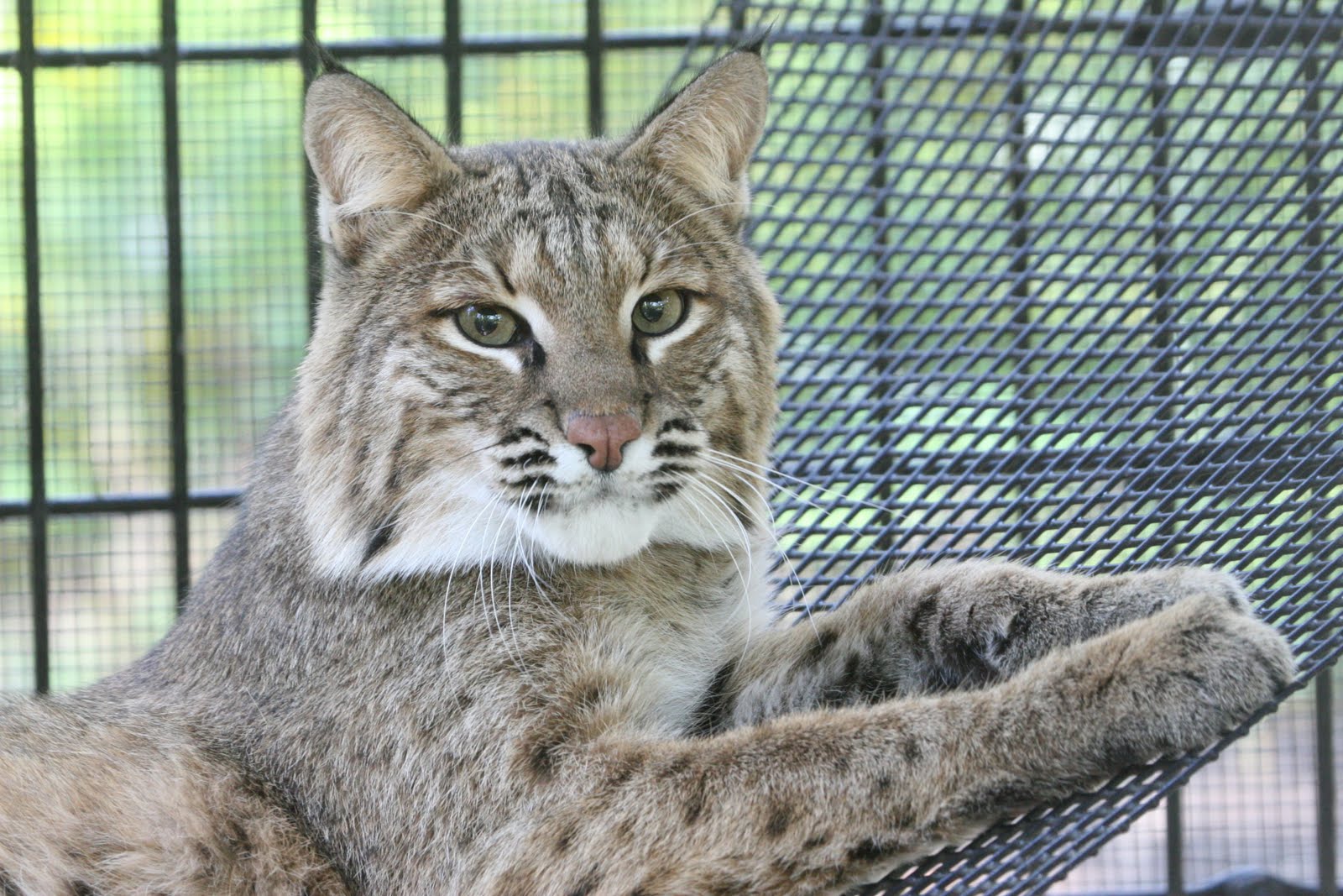 [bobcat[1].JPG]