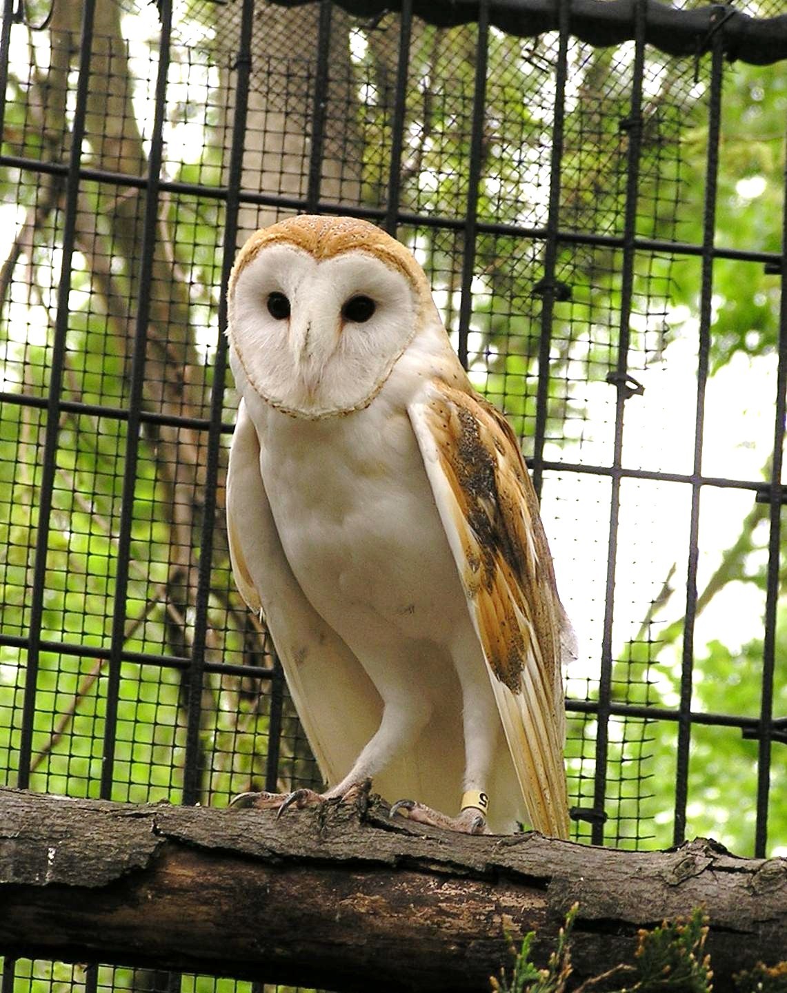 [Male_barn_owl_on_Trail[1].JPG]