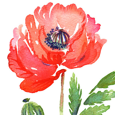 The Bowerbird: Poppy illustrations