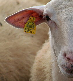 sheep+with+ear+tag.jpg