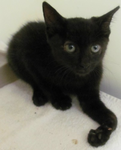 2010 transports: FILLED!~ kitten with broken paw needs MS drivers!