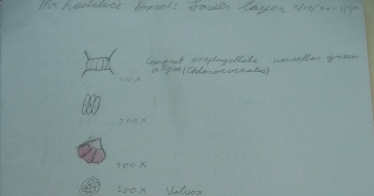 Skeptic Wonder: Excerpts of an old 'lab notebook'