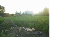 Mitad indivsa de este terreno