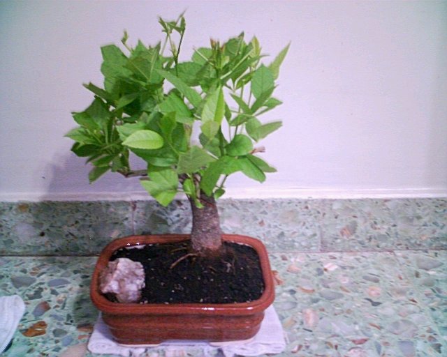 Bonsais Alejandro Manno Bonsai Fresno