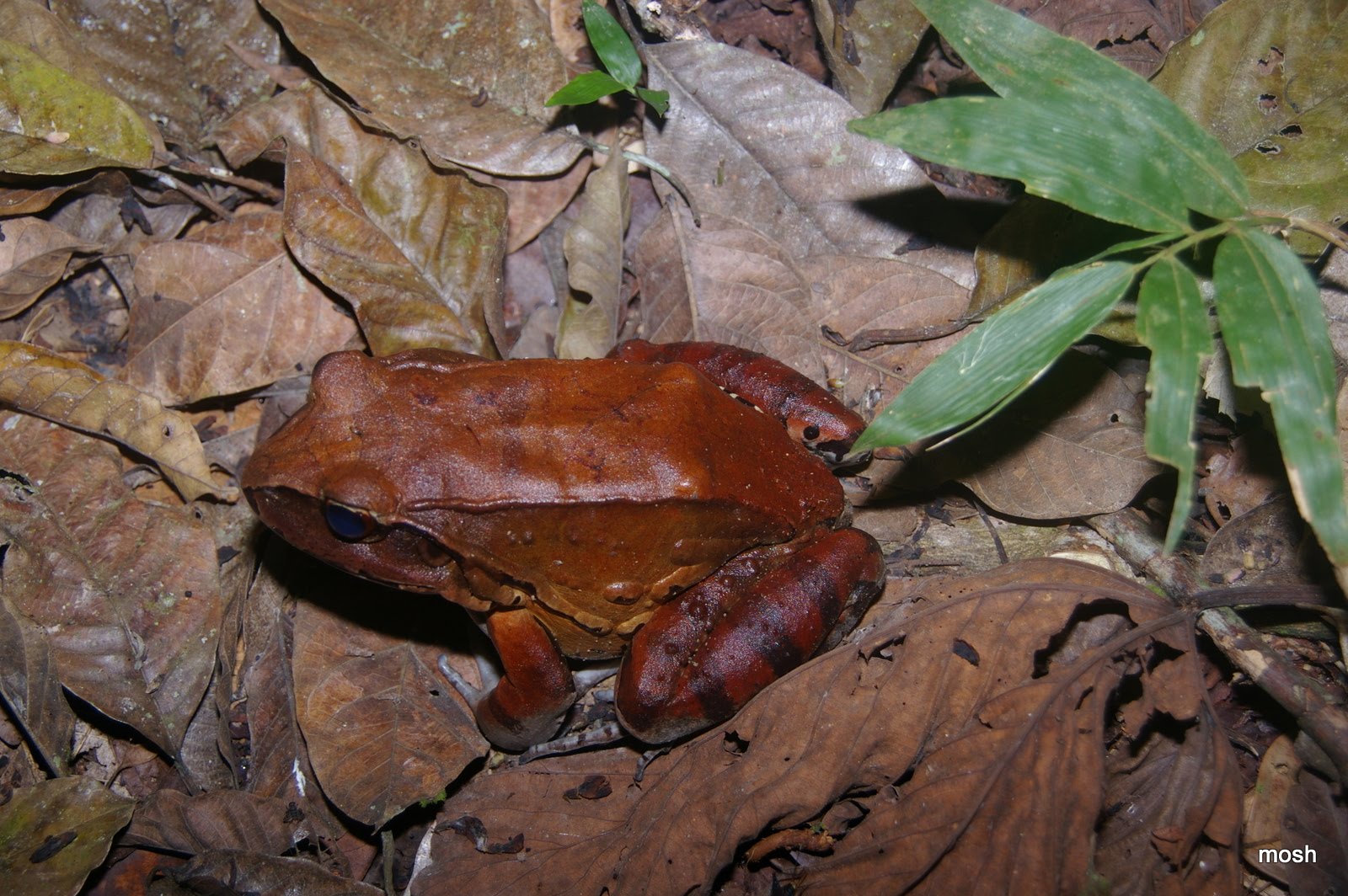 Amazon Jungle Frogs