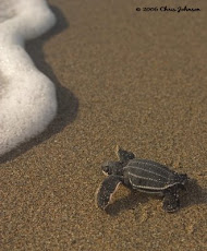 Leatherback hatchling