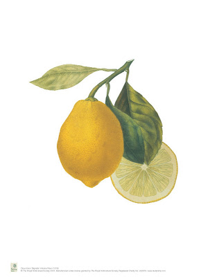 Tree Identification: Citrus limon - Lemon and cv. 'Pink Lemonade'