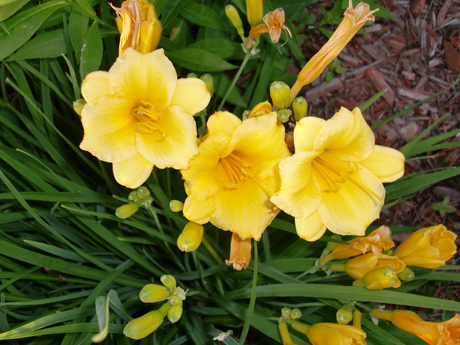 Jh ap bio Monocot plant with flower and leaf