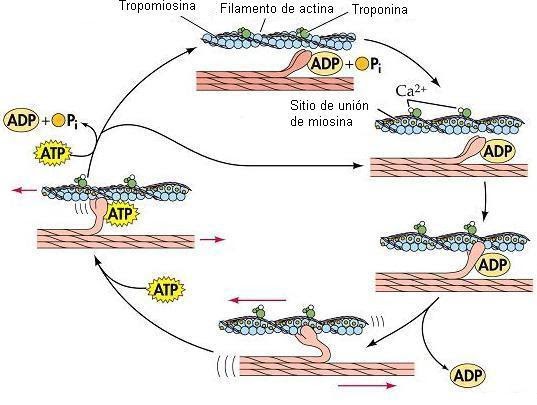Mecanismo De Contraccion Del Musculo Estriado