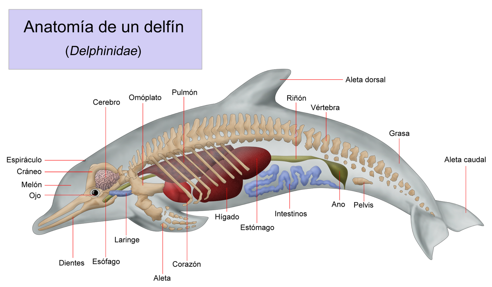 ANIMAL WORLD: D... de Delfín
