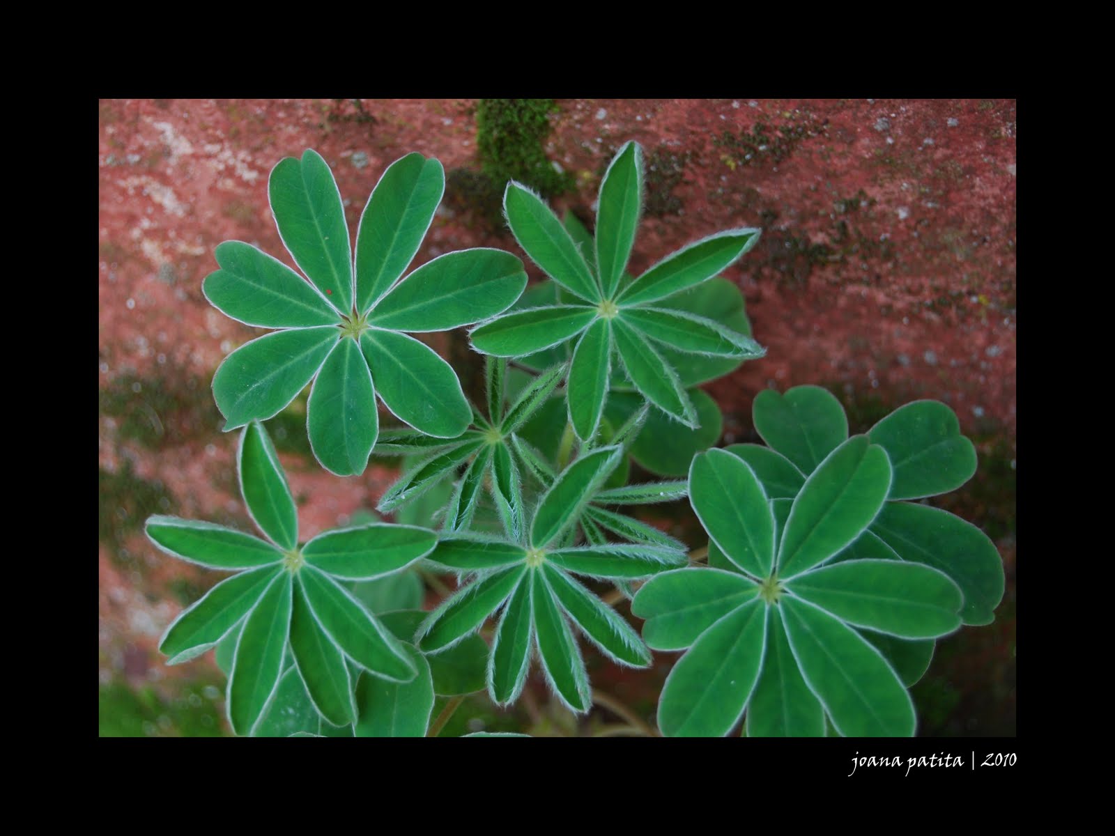 [20100206_Minde7.jpg]