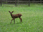Frequent Visitors