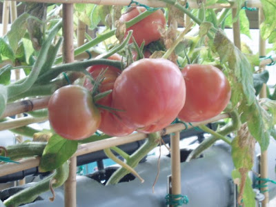 Tomates en tomatera hidroponica