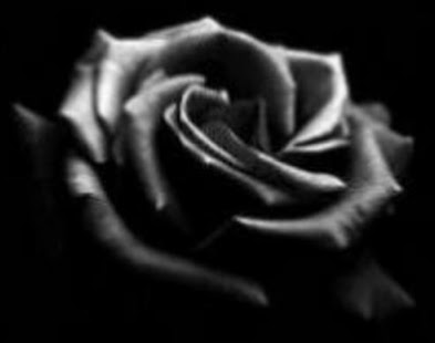 http://1.bp.blogspot.com/_FmvVm1RxDX4/SNi5sWZRWbI/AAAAAAAAEJ8/5dMbkBNwWBQ/s400/black-rose2.jpg
