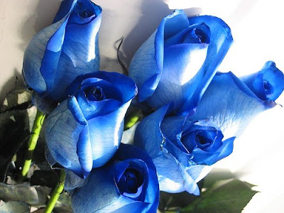 http://1.bp.blogspot.com/_FmvVm1RxDX4/SibO9eILTCI/AAAAAAAAHUM/XgHCTiimXF0/s400/blue_roses_2222.jpg