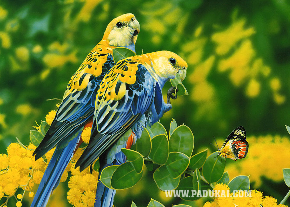 Beautiful Birds, Fish, animals Photography, Colorful Birds Photos ...