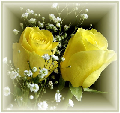 Pair Of Yellow Rose image
