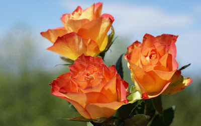Beautiful and pretty Orange rose picture