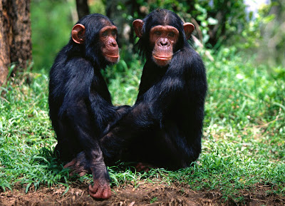Double Monkey or Chimpance stills