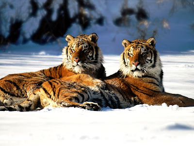 Pair tigers pics