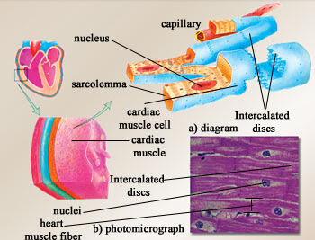 CARDIAC MUSCLE - Muscle System