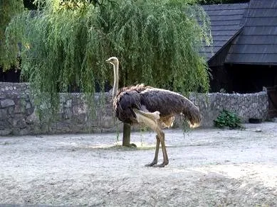 Krakow Zoo